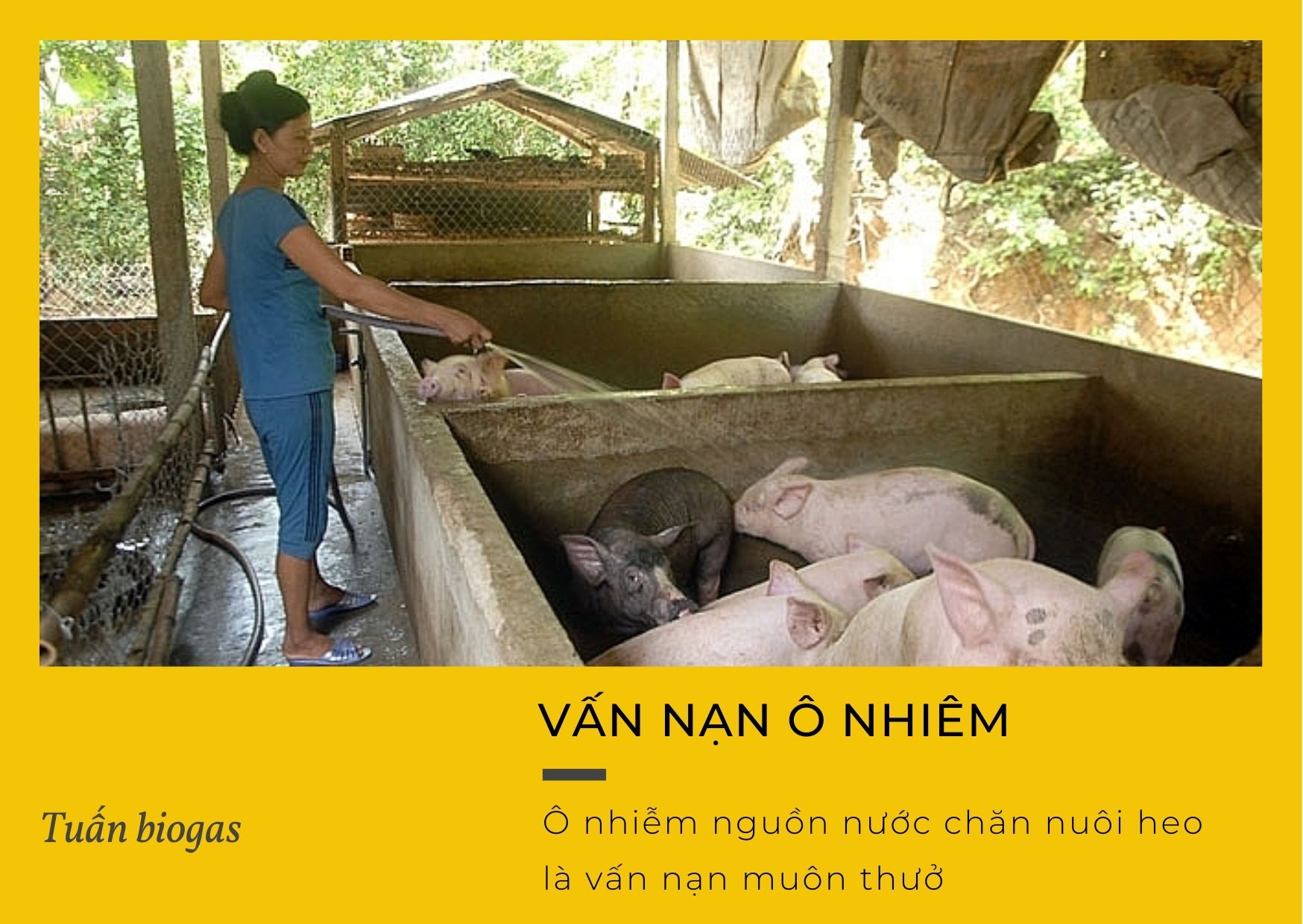 Vấn nạn ô nhiếm nguồn nước chăn nuôi heo