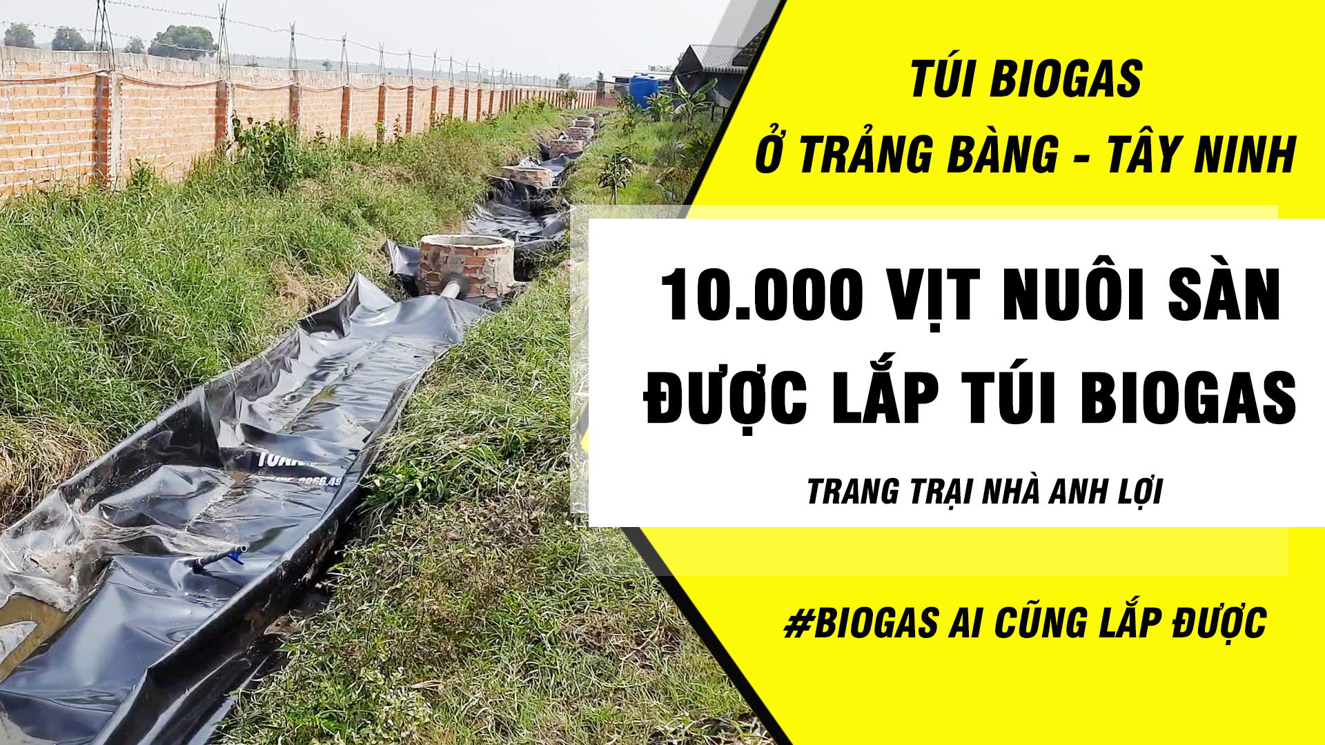 Túi bioga cho trang trại vịt nuôi sàn