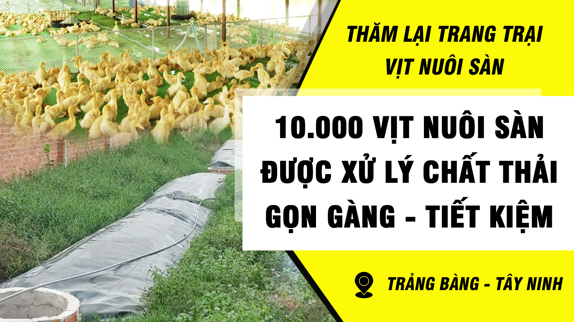 Cách làm hầm biogas cho trại vịt nuôi sàn.